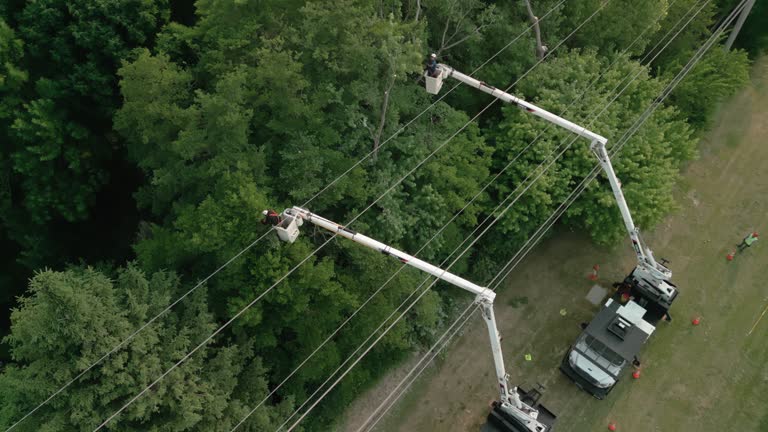 How Our Tree Care Process Works  in South Bradenton, FL